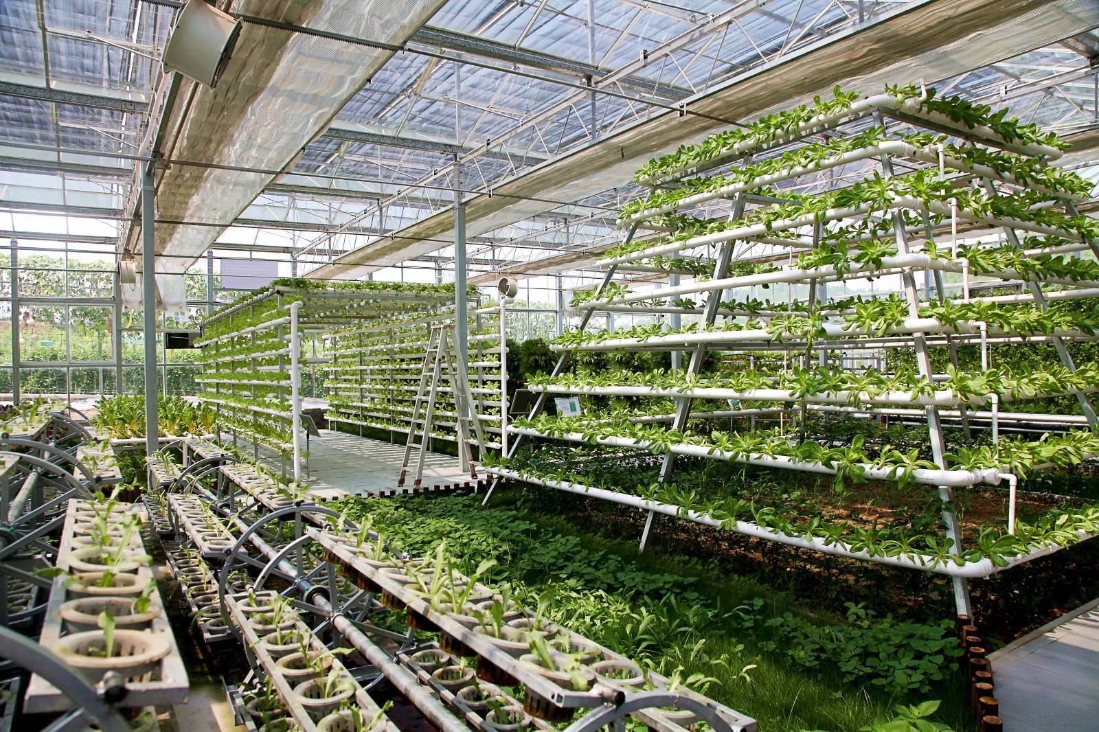 做大做強(qiáng) 西充爭當(dāng)中國西部有機(jī)農(nóng)業(yè)&ldquo;排頭兵&rdquo;