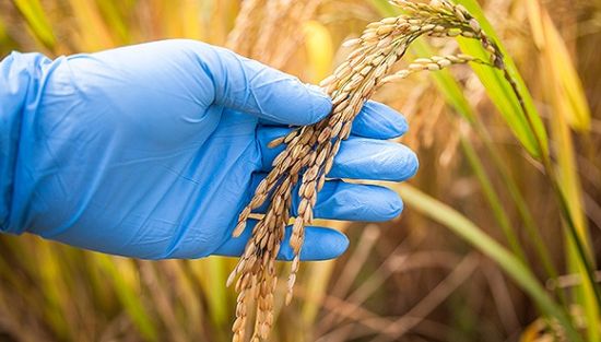 農(nóng)業(yè)部官員:南非印度等批準(zhǔn)轉(zhuǎn)基因后很快成出口國|農(nóng)業(yè)|食品安全|轉(zhuǎn)基因_新浪財經(jīng)_新浪網(wǎng)