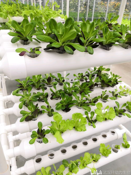 無土栽培真的對植物生長和身體健康有害嗎 水培篇