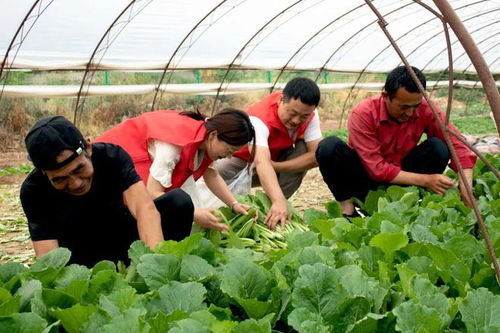 中國供銷農(nóng)產(chǎn)品集團延安農(nóng)產(chǎn)品物流園愛心助農(nóng)獲感謝