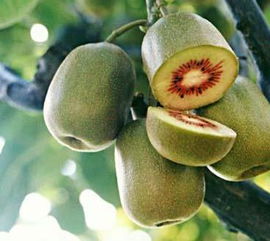 綠色谷農(nóng)業(yè)產(chǎn)品其他品牌資訊 綠色谷農(nóng)業(yè)產(chǎn)品企業(yè)動(dòng)態(tài)資訊 第1頁(yè)