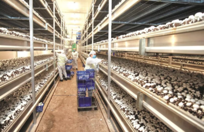 眾興菌業(yè):凈利潤虧損1800-2100萬元 由盈轉(zhuǎn)虧