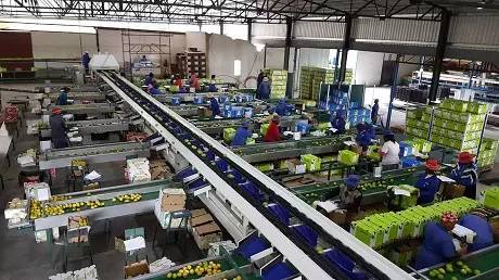 蔬菜自動化分揀好嗎?蔬菜自動化分揀的發(fā)展前景如何?