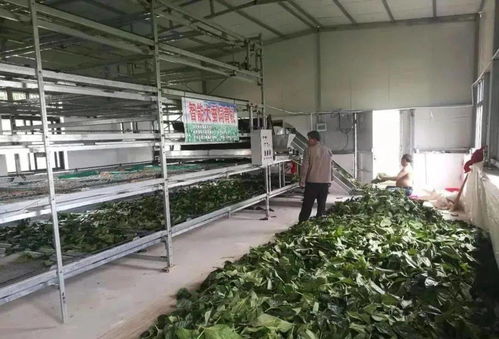 東臺市富安繭絲綢產業(yè)園入選省級推介名單