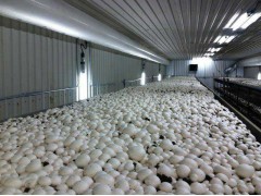 全年供應雙孢菇、白蘑菇_雙孢菇_鮮品_產品庫_中國食用菌商務網(wǎng)