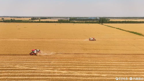 山東樂陵 適期收獲良種田 全力保農業(yè) 芯片