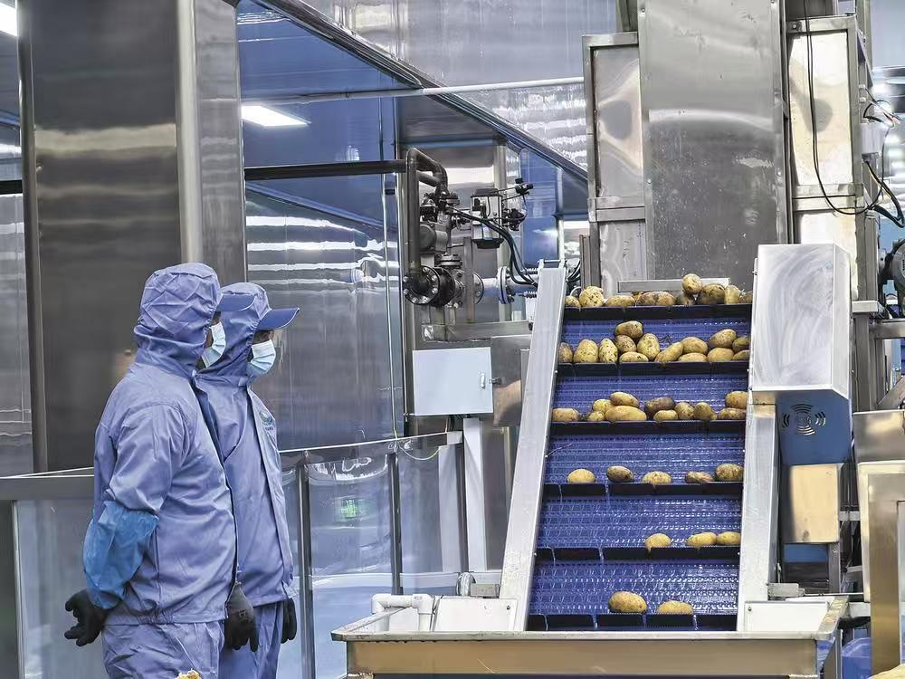 樂都:東西部協(xié)作薯條工廠投產