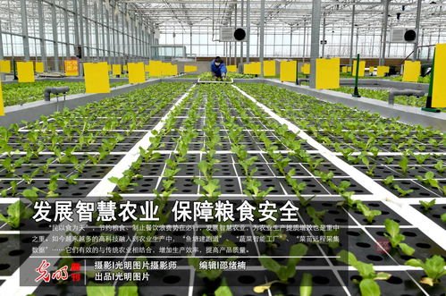 發(fā)展智慧農業(yè) 保障糧食安全