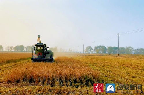 稻谷金黃顆粒歸倉 濱州水稻開鐮收割 大圖