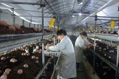 全國市場(chǎng)四成!阜陽"名貴"產(chǎn)品,厲害了!