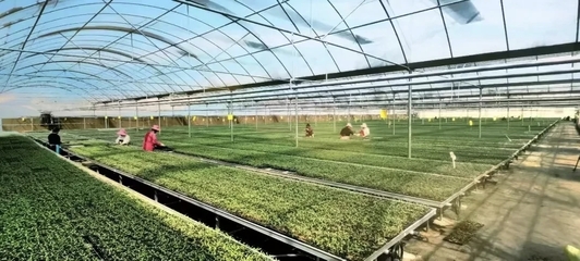 涇陽入選國家現(xiàn)代農(nóng)業(yè)產(chǎn)業(yè)園 打造西部蔬菜產(chǎn)業(yè)新標(biāo)桿