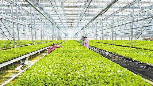 推進農(nóng)業(yè)現(xiàn)代化：燕趙沃野繪新圖