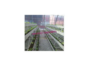 豐產(chǎn)劑2號(hào)產(chǎn)品信息及沈陽市農(nóng)業(yè)大學(xué)工廠化農(nóng)業(yè)技術(shù)服務(wù)中心介紹