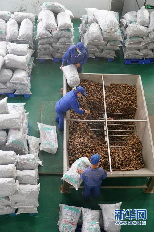 多彩產業鋪就秦巴群眾致富路