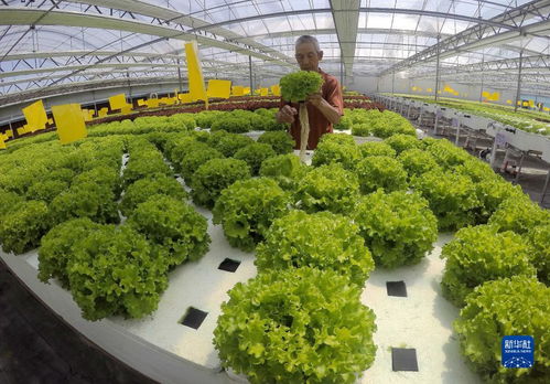 石家莊藁城 高效現(xiàn)代農(nóng)業(yè)賦能鄉(xiāng)村產(chǎn)業(yè)振興