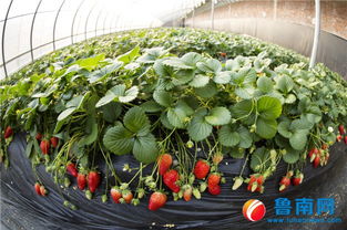 品牌農(nóng)業(yè)新跨越 臨沂特色農(nóng)產(chǎn)品何以成為靚麗名片