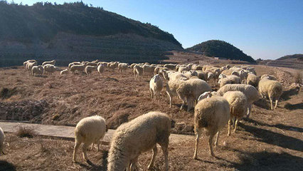 浙江軍袍農(nóng)業(yè) 專(zhuān)業(yè)供應(yīng)優(yōu)質(zhì)小尾寒羊，以實(shí)力鑄就信賴(lài)