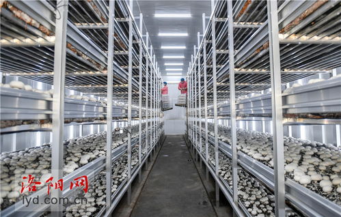工廠(chǎng)化種植賦能食用菌產(chǎn)業(yè)，科技升級(jí)引領(lǐng)農(nóng)民致富新篇章