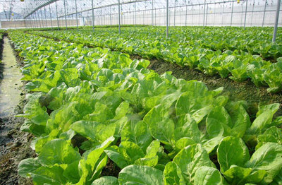 榆林明杰農(nóng)業(yè) 深耕黃土高原，打造特色農(nóng)業(yè)開(kāi)發(fā)與產(chǎn)品新標(biāo)桿