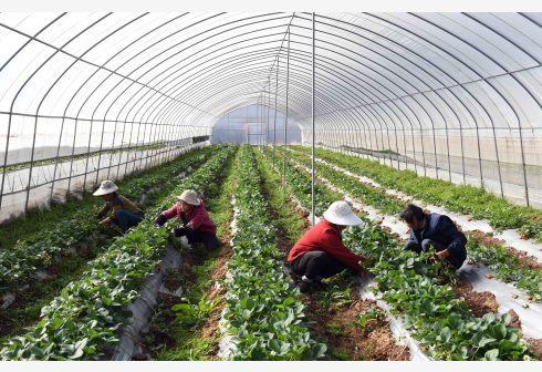 打造“第一車(chē)間” 農(nóng)業(yè)農(nóng)村部推動(dòng)農(nóng)產(chǎn)品精深加工，今年將發(fā)布百?gòu)?qiáng)企業(yè)名單