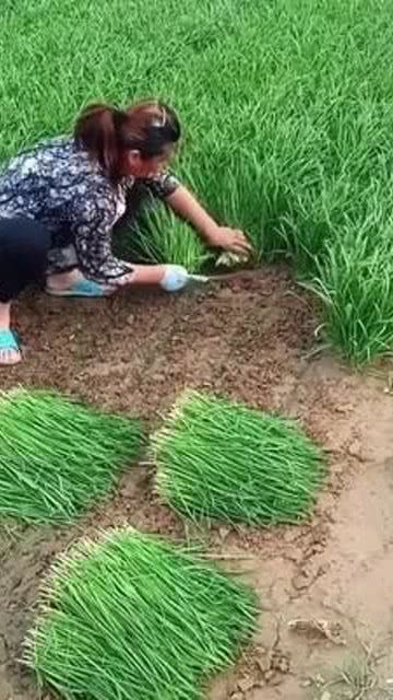 耕耘沃土，收獲健康——優(yōu)質(zhì)農(nóng)產(chǎn)品的純天然之路